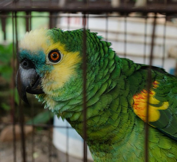 Les bienfaits des check-ups réguliers chez le vétérinaire pour votre chat