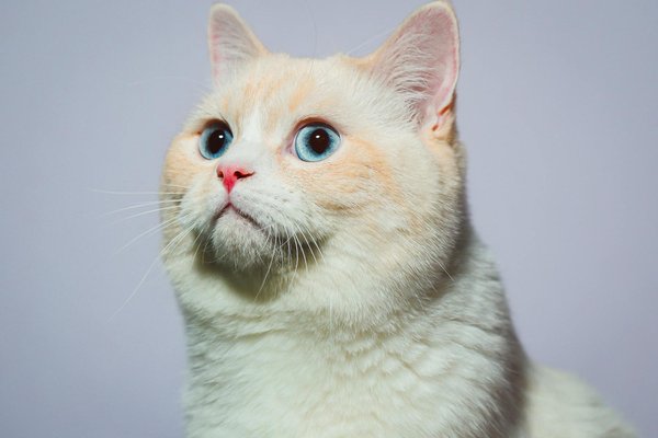 Les fondamentaux de l'éducation canine