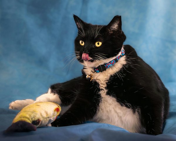 Gérer l'insuffisance rénale de son chien par l'alimentation