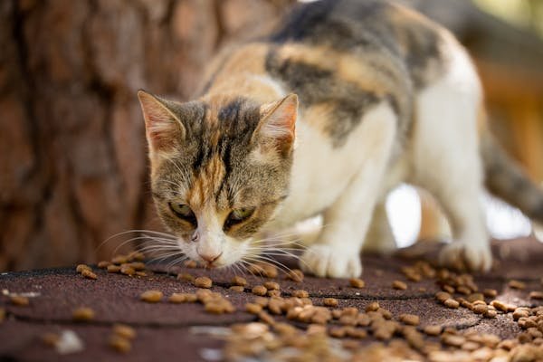 Croquettes pour chats stérilisés : l'alimentation idéale